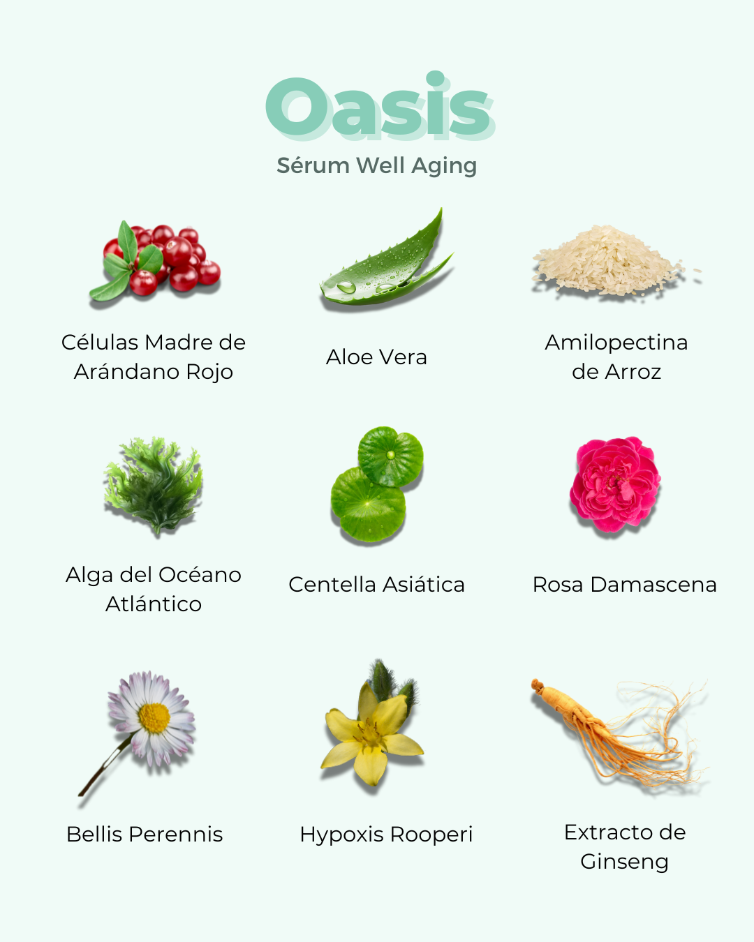 banbu-gesichtsserum-eco-well-aging-oasis-natural-anti-age-serum image 4